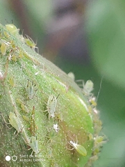 Aphidina