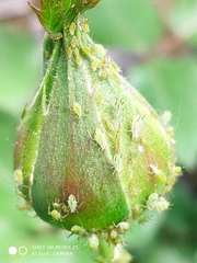 Aphidina