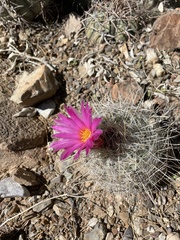 Rapicactus