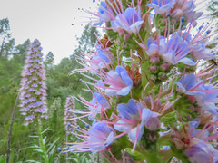 Echium virescens image