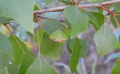 Eucrostes indigenata