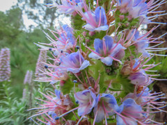 Echium virescens image