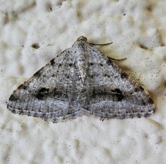 Digrammia denticulata