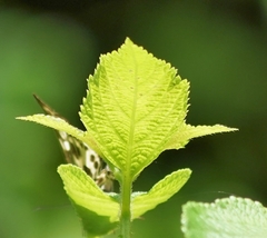 Abraximorpha davidii