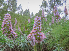 Echium virescens image