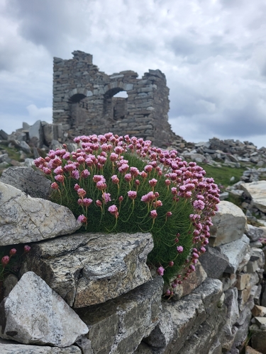 Armeria maritima