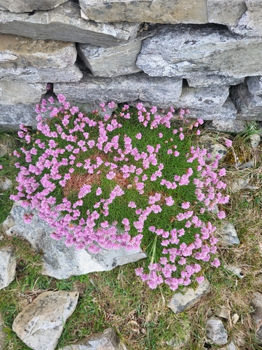 Armeria maritima