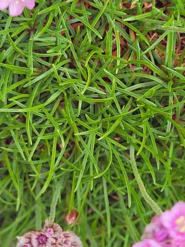 Armeria maritima