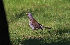 Turdus pilaris