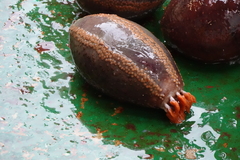 Cucumaria frondosa