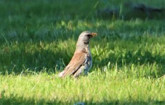 Turdus pilaris