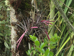 Tillandsia incurva