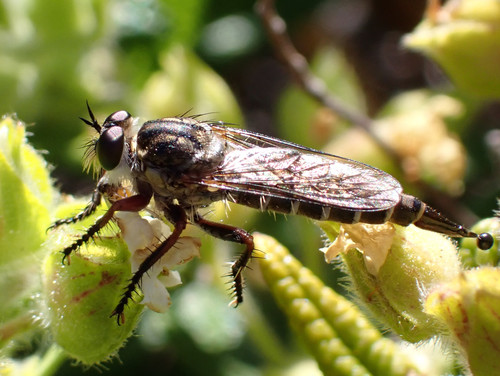 Neomochtherus gomerae