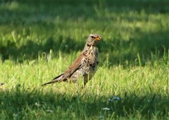 Turdus pilaris