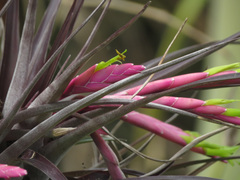 Tillandsia incurva