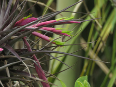 Tillandsia incurva