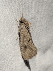 Acrolophus kearfotti