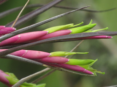Tillandsia incurva