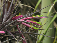 Tillandsia incurva
