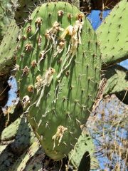 Cactophagus spinolae