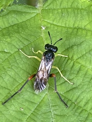 Macrophya rufipes
