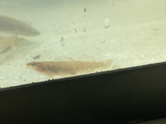 Etheostoma whipplei