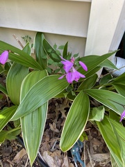 Bletilla