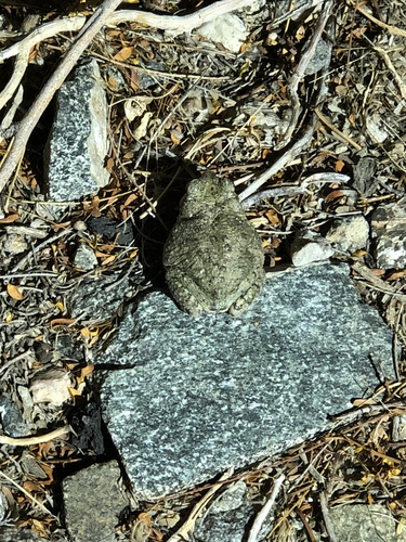 iNaturalist observation photo of Red-spotted Toad