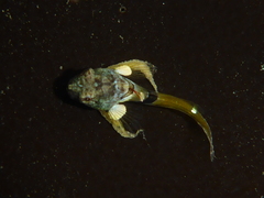 Cottidae
