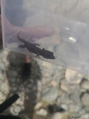 Tarentola boettgeri