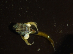 Cottidae