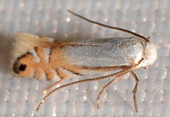 Phyllonorycter lucidicostella