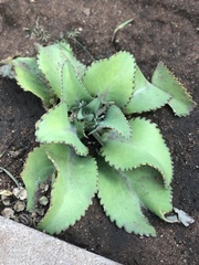 Kalanchoe
