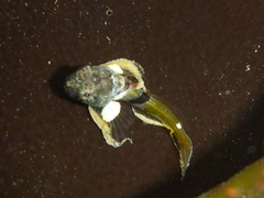 Cottidae