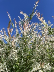 Salix integra