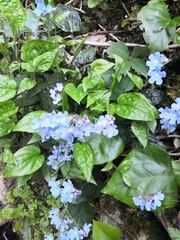 Omphalodes cappadocica