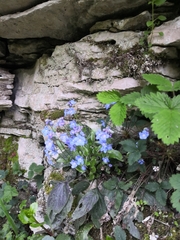 Omphalodes cappadocica