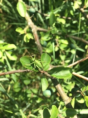 Ephippiger perforatus