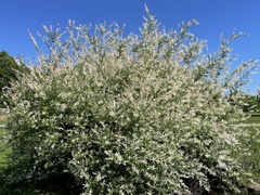 Salix integra