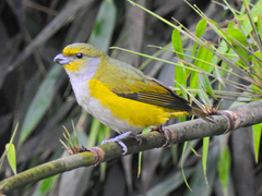 Euphonia chalybea