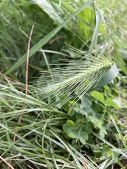 Hordeum murinum