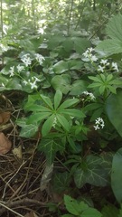 Galium odoratum