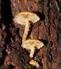 Pholiota squarrosipes