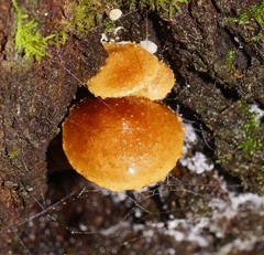 Pholiota squarrosipes