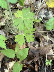 Delphinium alabamicum