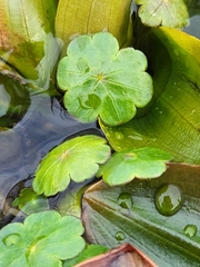 Hydrocotyle vulgaris