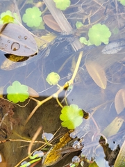 Hydrocotyle vulgaris