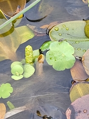 Hydrocotyle vulgaris