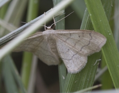 Idaea deversaria