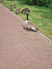 Branta canadensis